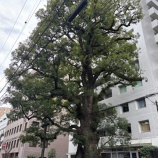 『圧倒的な存在感』の画像
