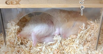 今日のプリン(11/10追記)