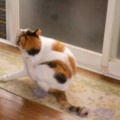猫に小判を与えたら。 埋蔵金：千八百七拾八両　またかぁ・・・。　でぇ、お前ぇはぁ？