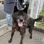 NGO　Life Investigation Agency