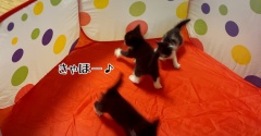 とにかく跳ねる栄っ子