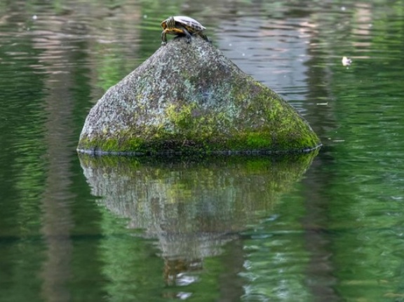 【画像】公園行ったら亀がいた