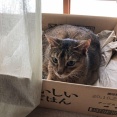 泣きながら帰ってきた息子「母ちゃん、家はセコイのか？」吃驚して問いただすと、どうやらママ友の悪ガキに「花粉症一家のくせに家にティッシュがない」とからかわれたらしく・・・
