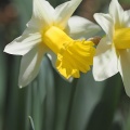 庭の水仙２