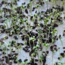 春菊、晩秋播きで室内栽培