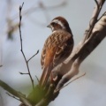 令和6(2024)年3月30日の鳥さん Vol.1　江戸川河川敷で野鳥の観察･撮影 小鳥たちが活発に動き回る!!ノスリも登場!!