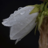 『実を見て、兆候を観察する』の画像