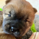 故・高木さんのメールから繁殖者とは、ブリーダーとは？とかいうやり取りを・・・