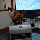 『猫の背中もふもふ』の画像