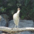 2026年7月20日の野鳥公園