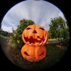 『円周魚眼レンズで京成バラ園をブラLAOWA　2024/11/05』の画像