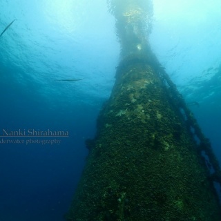 南紀白浜「ミスオーシャンダイビングサービス」今日の海ログ