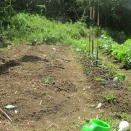 ■スイカ、さつまいも、夏野菜の定植