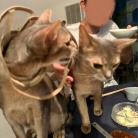 暑いのか…寒いのか…悩ましい日のカレー鍋の夜ごはん