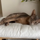 朝一番の猫たち