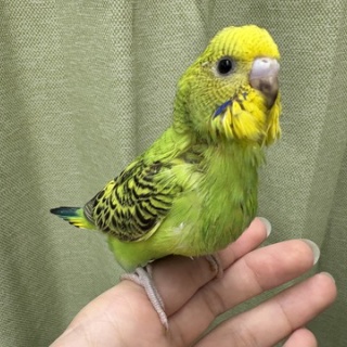 小動物専門店NATURE'S