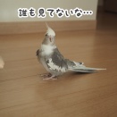 クスィーを隠し撮り