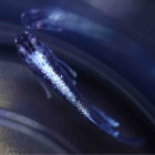 『メダカ・金魚入荷情報』の画像
