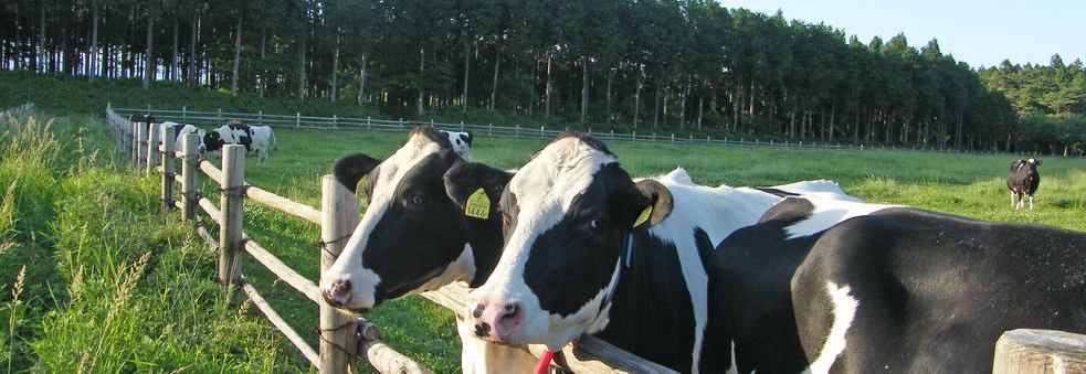 12/31年越しそばの販売!12/29〜31ベーコン特売! ようこそ千本松牧場へ