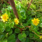 花好きおばあさんの　園芸ボランティア日記