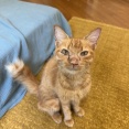 ガリガリのシータさんのみたいな茶トラの子猫を保護しました。③