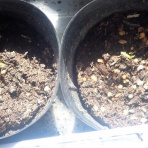 果樹と野菜の栽培時々釣り、横須賀(新)