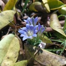 フデリンドウに招かれて・・・