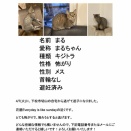 まだ帰ってきません・・・