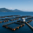 「天然が減れば養殖すればいい」は誤り──世界の資源管理と日本の放流依存の問題点