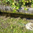 ミヤマアカネ　産卵。