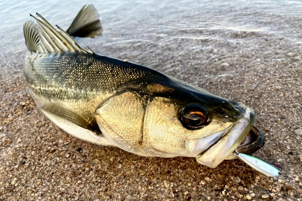 SAKURA LURE DIVISION 釣行記 - C3+ W.o.r.C 8'7