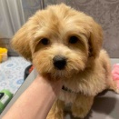 仔犬ちゃんシャンプー🐶