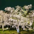 4月6日（月）の桜🌸三昧•2…西の丸庭園