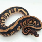 爬虫類倶楽部仙台店ブログ