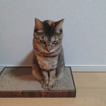 実物のﾆｭｰﾈｺﾁｬﾝスペシャル