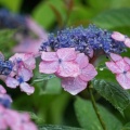 梅雨の花 咲き誇る