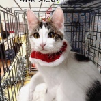 猫とお酒と日々のこと