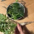 アセンショナーに惹かれたけど、正直ちょっと怖かった話