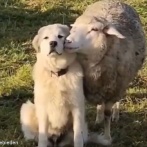 モテモテの牧羊犬が…羊に溺愛されて困惑する