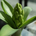 ◆ 園芸部日記 ◆