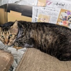 うちのとらまる