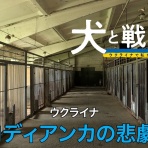 DVD、それがいつかお宝になる