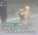 犬「紐に繋がれて歩くだけでストレス全部吹っ飛ぶワンw」←異常やろ