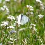 ｍｙ蝶あるばむ