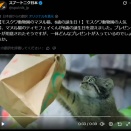 モスクワ動物園｜羽を広げた孔雀（2026年8月5日）