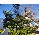 賑やかな新年会