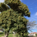 金木犀（キンモクセイ）の花がようやく咲きました