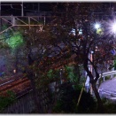 11/15夜明けの見沼陸橋付近で沿線の　柿の木　とＥＨ２００（ブルサン）他牽引武蔵野貨物の光跡