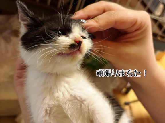 爪切りなのだ！DAY1
