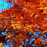 『2025.11『半田山植物園の絶景紅葉 final🍂➁』岡山市北区』の画像
